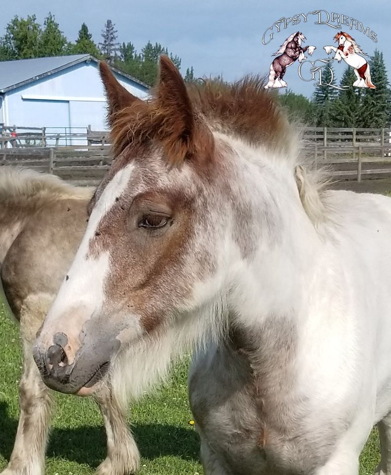 Gypsy Dreams Lily`s Legacy as a Foal